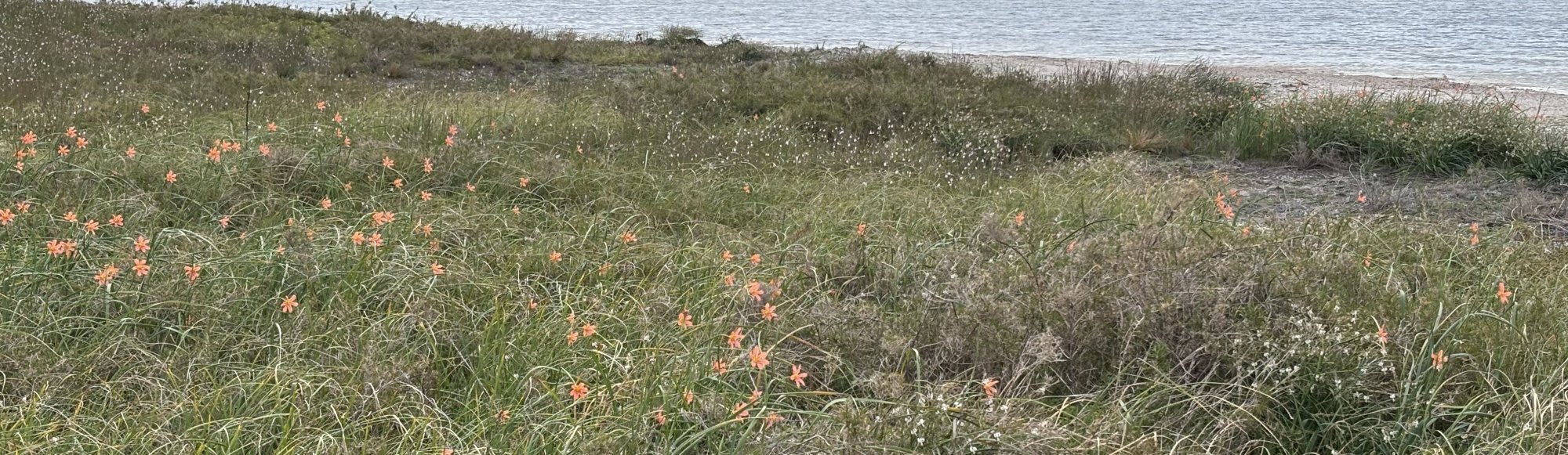 Cape tulip infestation at Wadjemup (Rottnest Island). DBCA