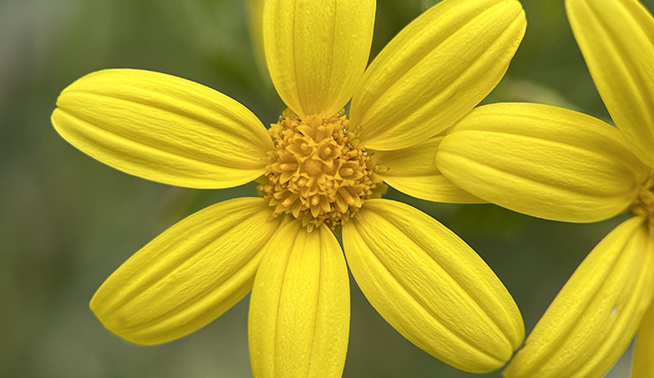 Boneseed flower © DBCA
