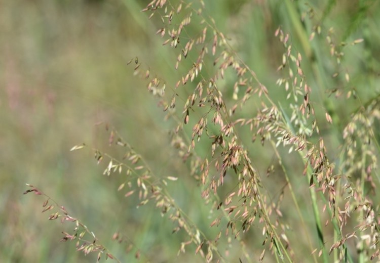 Perennial veldt grass © Barry Lingham