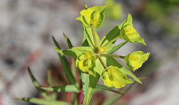 Geraldton carnation weed © Morgan Lythe