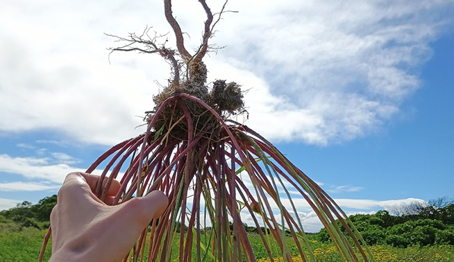 Geraldton Carnation Weed © Bradlp10