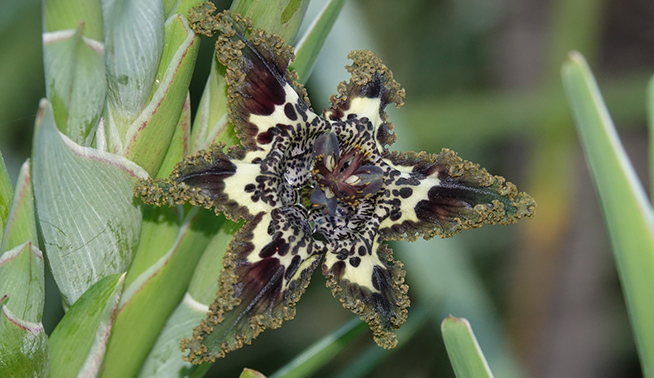 Black flag flower © michelle__p