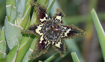 Black flag flower © Shankar Meyer 