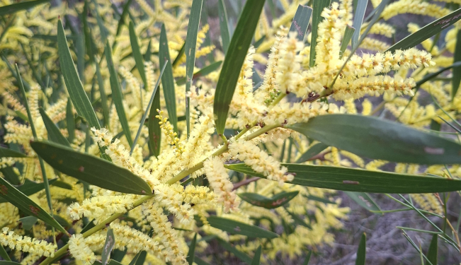Flowers DBCA