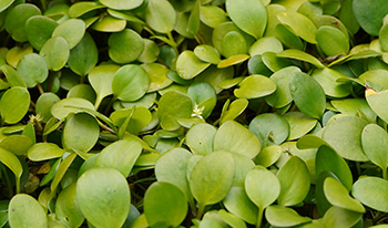 Amazon Frogbit leaf close up © Petra Holland