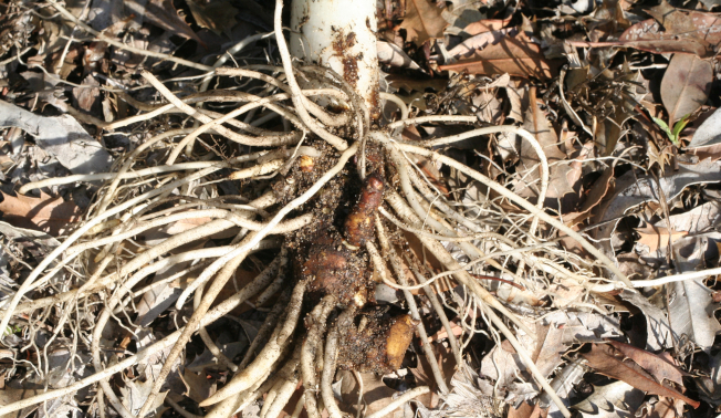 Roots (DBCA)