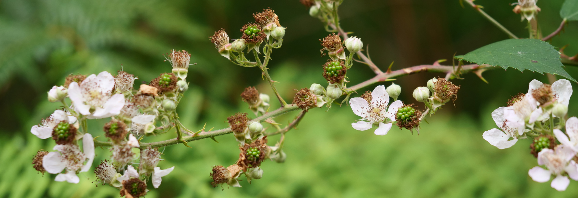 Common blackberry © smathichong