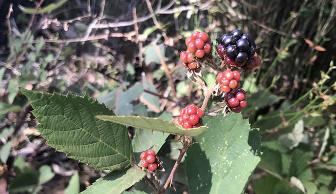Common blackberry ripe and unripe fruits © Selena Ward