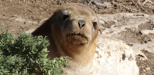 Seal on Beagle Island (DBCA)