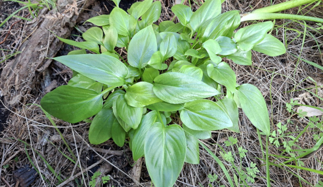 Arum lily seedling infestation leaves © DBCA