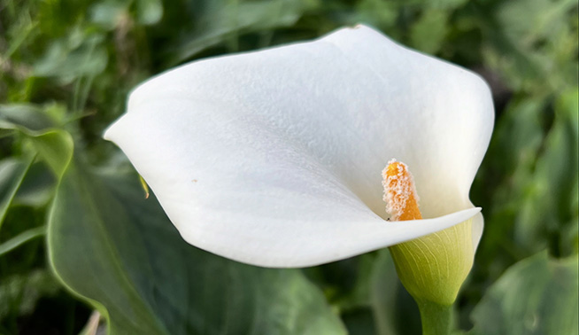 Arum lily flower close up © Ruby Fizz