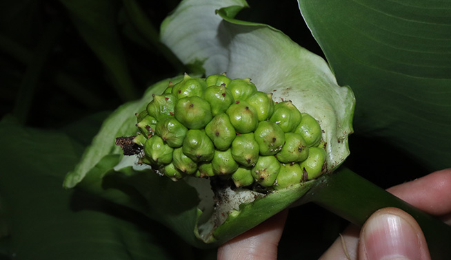 Arum lily unripe fruit © DBCA
