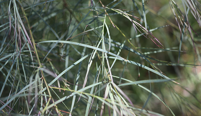 Leaf close up  - iNaturalist @Arthur Chapman