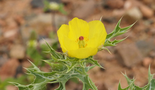 Mexican prickly poppy © Ivan Margitta