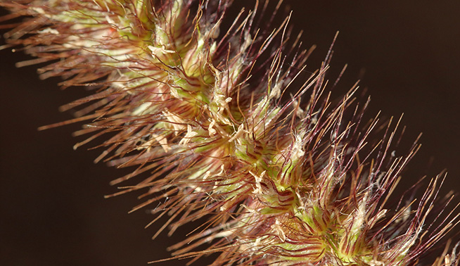Buffel Grass inflorescence close up © lesgeorge