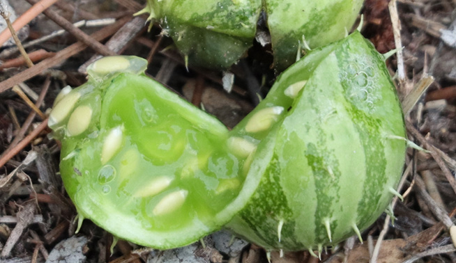 Prickly paddy melon inside fruit © mrsdew17
