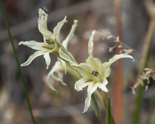 Gladiolus undulatus flowers © Kerry + Darren (iNaturalist)