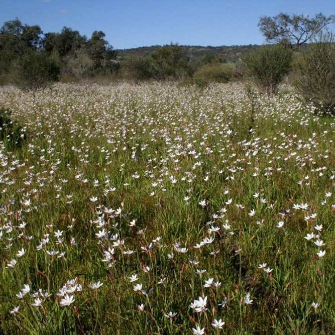 hesperantha falcata
