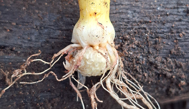 One-leaf cape tulip corm and roots © DBCA