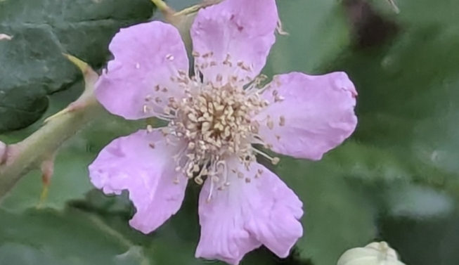 Rubus ulmifolius flower @ rwl