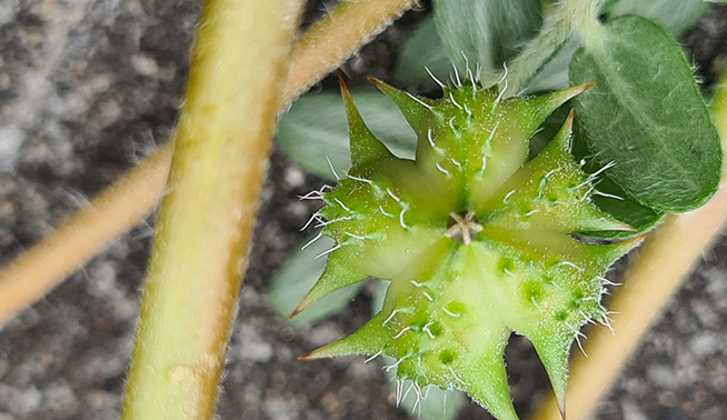 Caltrop burr © Darcy Whittaker