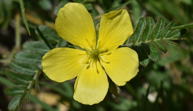 Caltrop flower close up © Russell Cumming