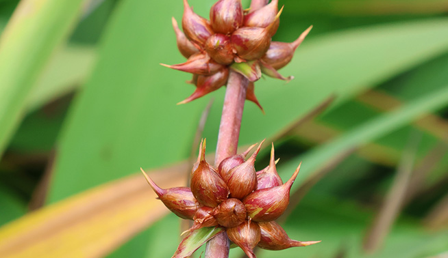 Watsonia stem bulbils © Richard Boon