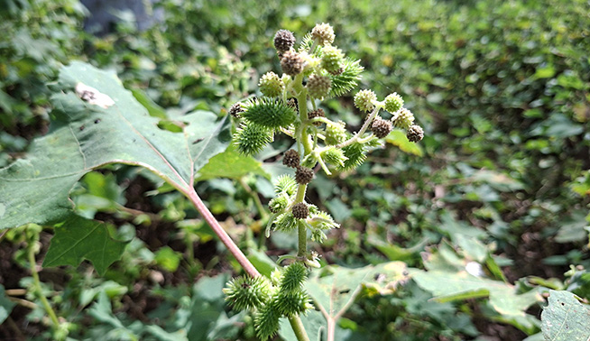 Noogoora Burr flowers © DBCA