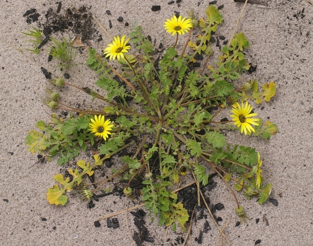 Flowering rosette @ Russell Cumming