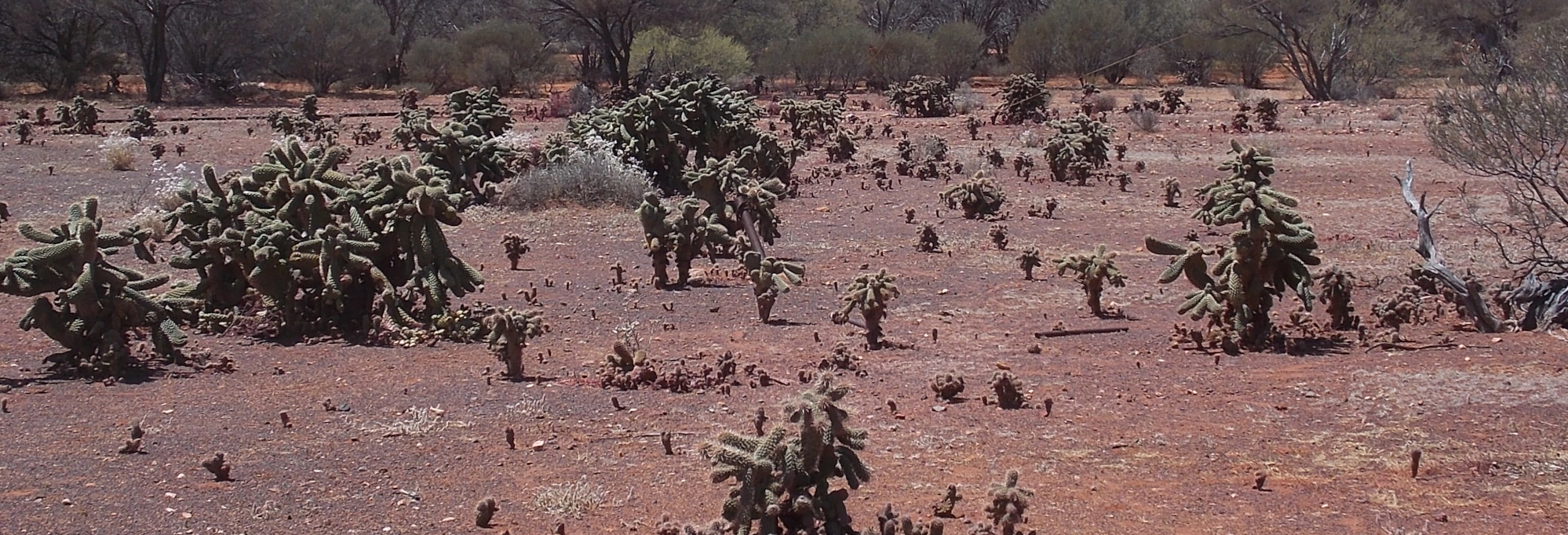 Boxing clove cactus - DBCA 