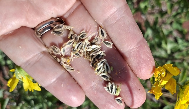 Seed (DBCA)