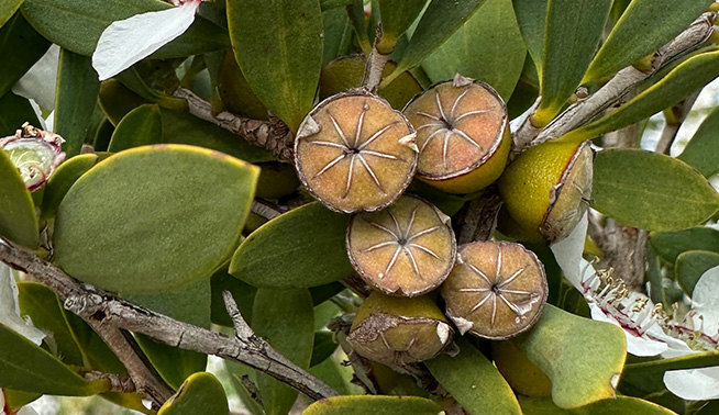Fruits