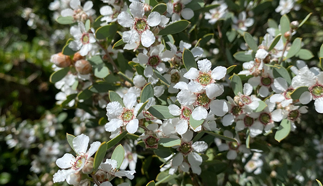 Flowers