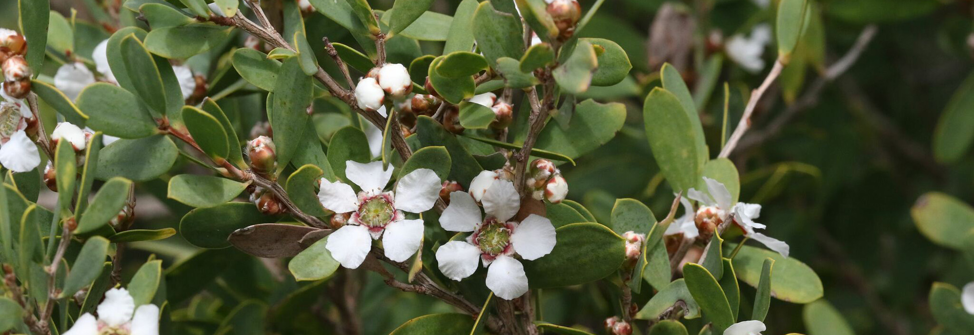 Tea tree