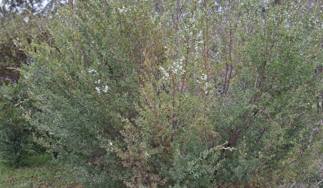 Shrub - DBCA