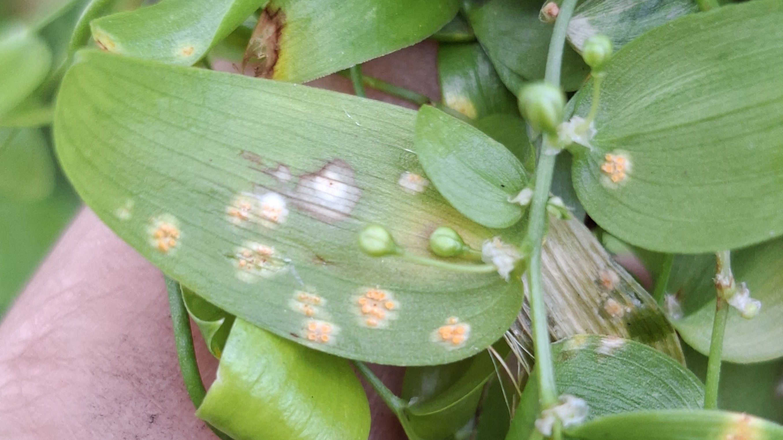 Active infection of bridal creeper rust (Puccinia myrsiphylli)