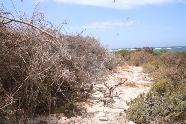 Boxthorn windrows