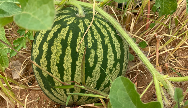 Pie melon fruit © Guy Taseski