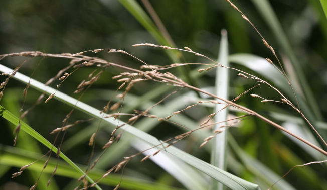 Glyceria maxima