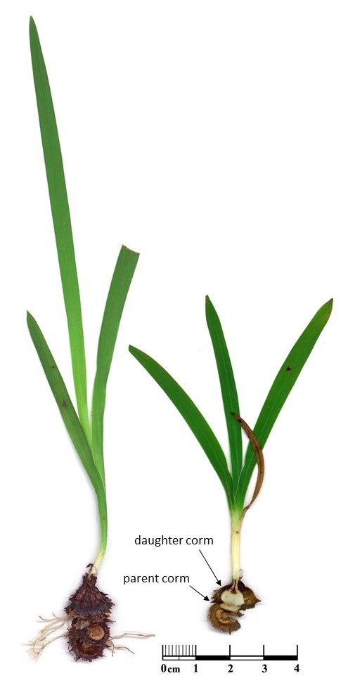 Hesperantha falcata has characteristically shaped corms that look like upturned teacups that easily tell them apart from other species like freesias or Sparaxis spp.