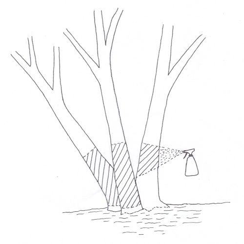 Basal barking illustration by Libby Sandiford