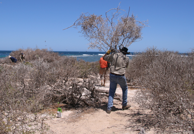 DBCA moving dead boxthorn for burning
