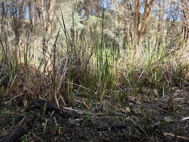 Typha regrowth after burn (DBCA)