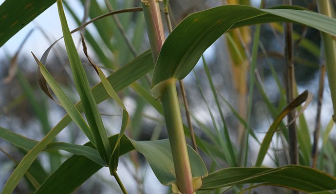 Giant reed stem and leaves © Richie Southerton