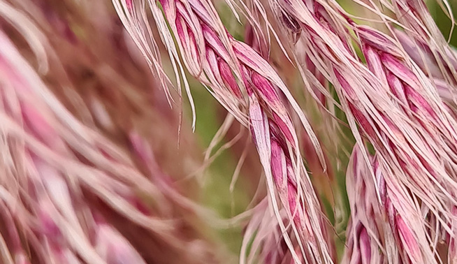 Pink pampas grass © ruth1930