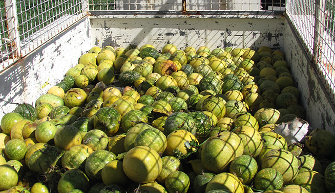 Prickly paddy melon removal off site © DBCA