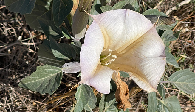 Hairy Thornapple flower © Hannah D C 16:6 Heritage Trust