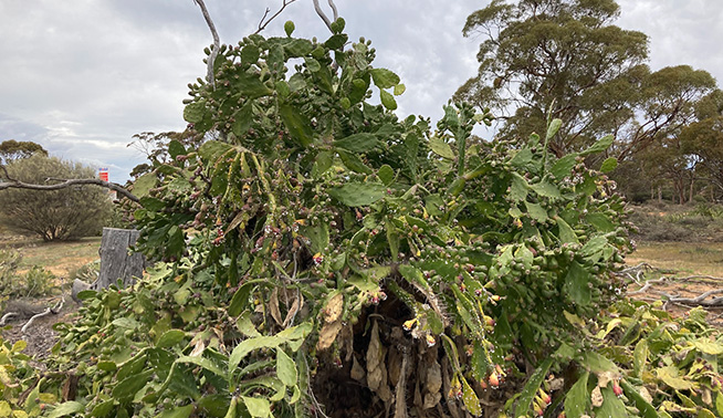 Drooping Tree Pear infestation © Thomas Mesagli