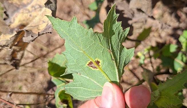 Noogoora Burr rust fungus © DBCA